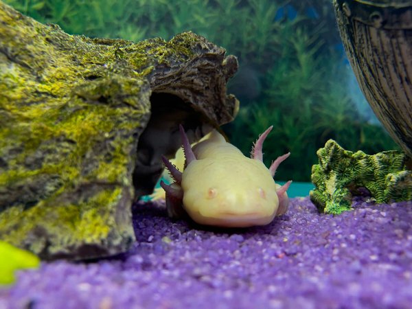 Welche spezifischen Anforderungen hat ein Axolotl in der Heimaquaristik?
